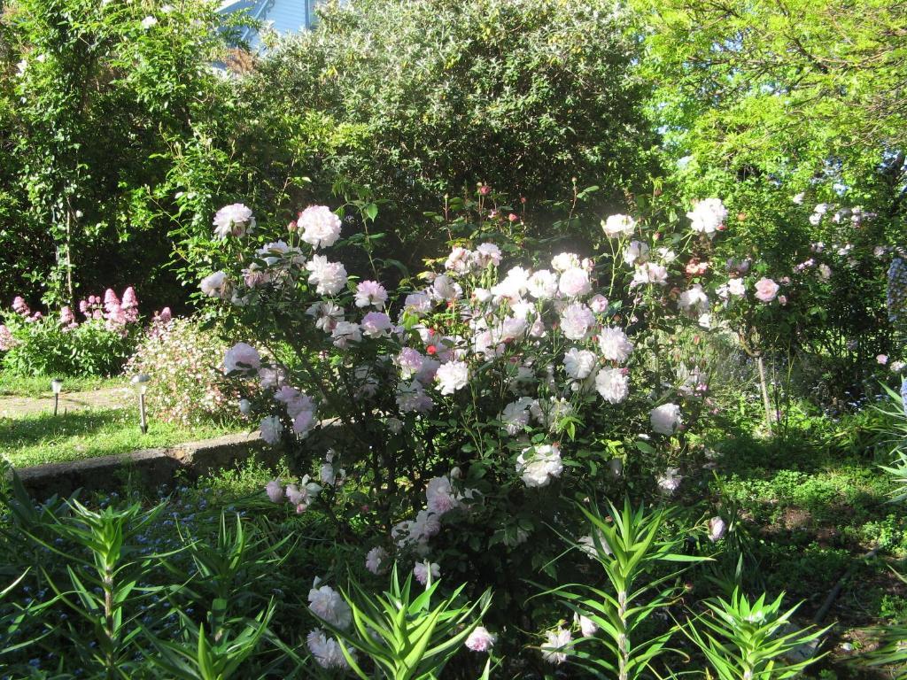 Westella Colonial B&B Accommodation Ulverstone Εξωτερικό φωτογραφία